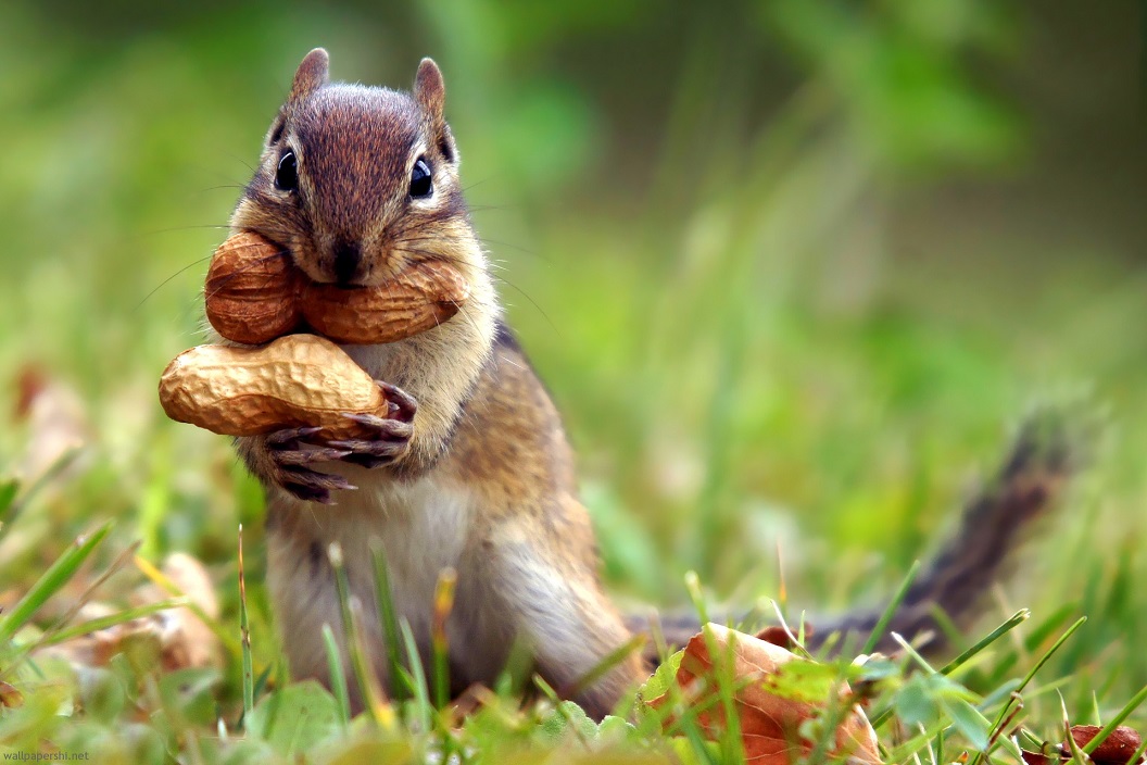 Image result for squirrel